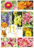 『台北國際花卉博覽會』官網提供的素材