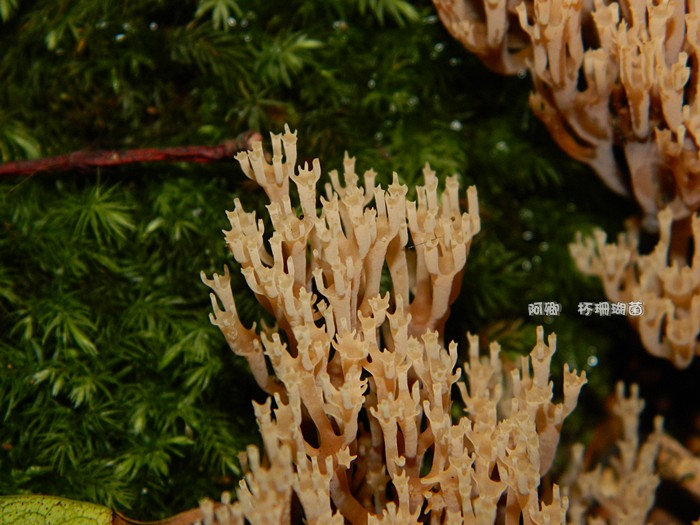 杯珊瑚菌
