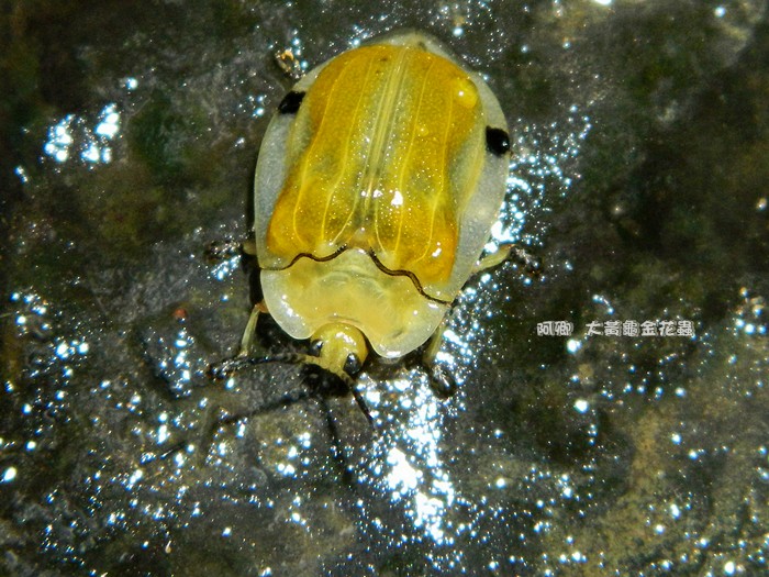 大黃龜金花蟲