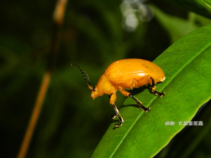大黃金花蟲
