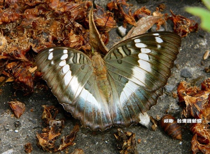 台灣綠蛺蝶