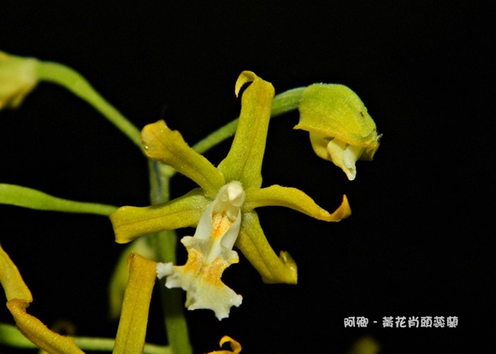 綠(黃)花肖頭蕊蘭