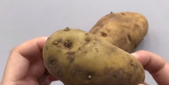 發芽土豆到底能不能吃？