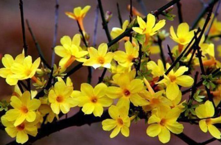 迎春花