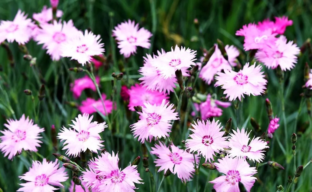 石竹花