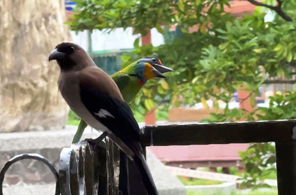 1140506校園鳥語花香